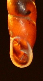 Clausiliidae da identificare